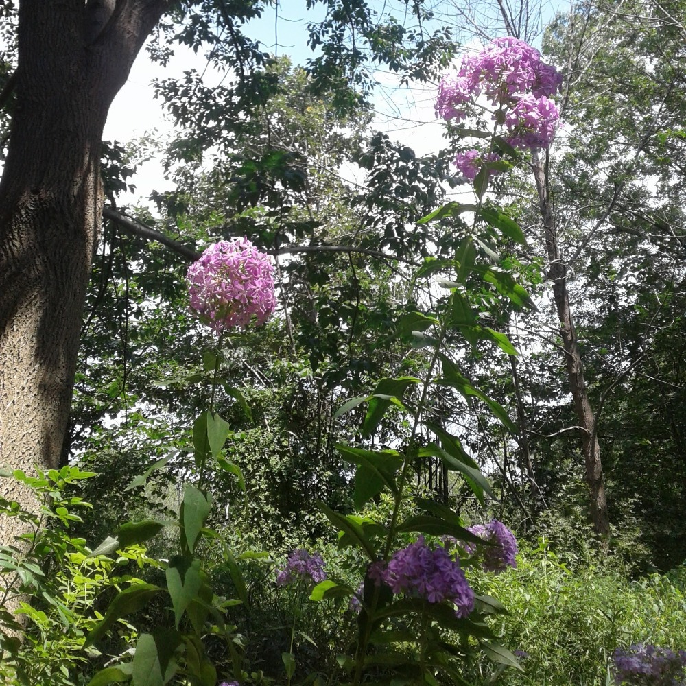 Meet your Posher, Brandy